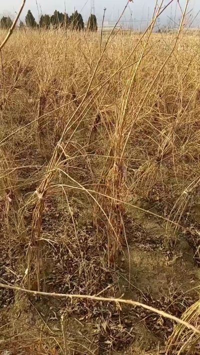 出售药用连翘苗，科研五号优质种苗，2/5年苗，药用连翘树，挂果树，全国包邮到家！财富密码18534302961出售药用连翘苗，科研五号优质种苗，2/5年苗，药用连翘树，挂果树，全国包邮到家！财富密码1