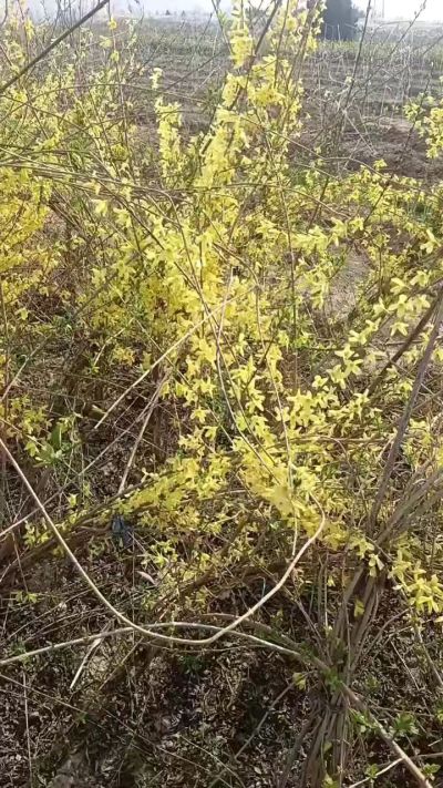 出售药用连翘苗，科研五号优质种苗，2/5年苗，药用连翘树，挂果树，全国包邮到家！财富密码18534302961