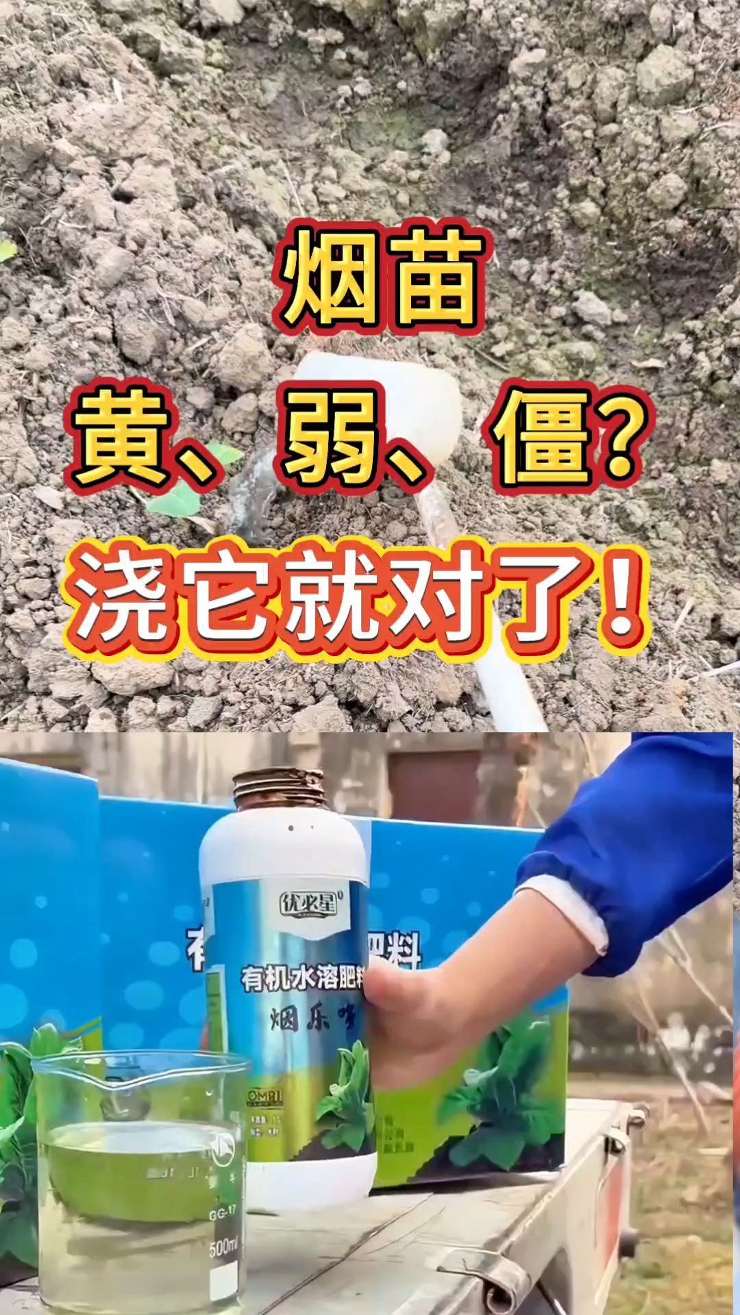 烟苗弱黄僵？浇烟乐多，生根壮苗长势稳。用法用量不懂私信我，免费教你正确使用。