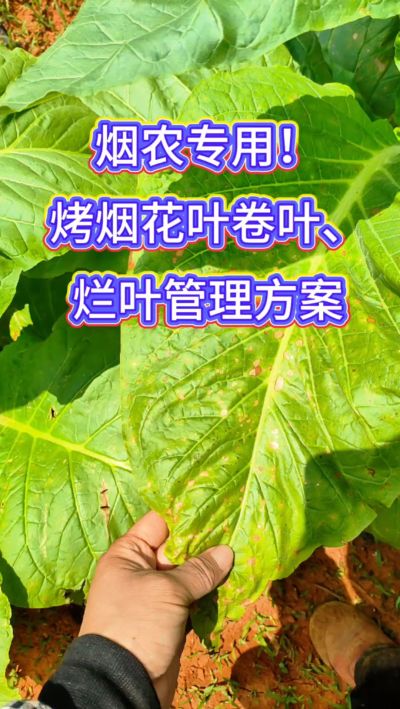 烟叶种植想高产，记住一防、二控、三巩固！