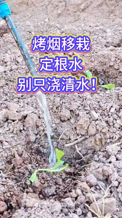 烤烟移栽别只浇清水！定根水这么配，烟苗缓苗快、扎根稳，重茬地也能壮苗，后期长势看得见～