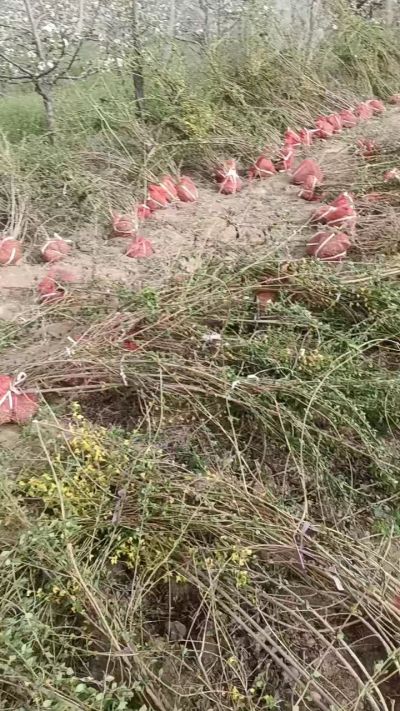 出售药用连翘苗，科研五号优质种苗，2/5年苗，药用连翘树，挂果树，全国包邮到家！财富密码18534302961