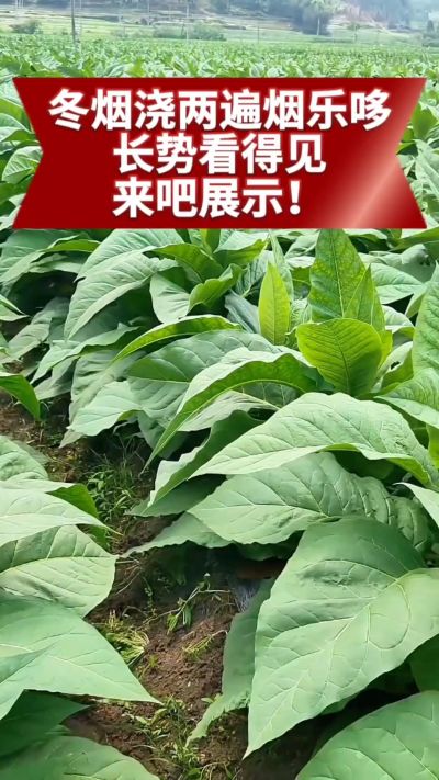 冬烟浇两遍烟乐哆生根套餐
根系壮、长势旺
好烟都是管出来的
实拍效果看得见，欢迎烟农朋友交流经验