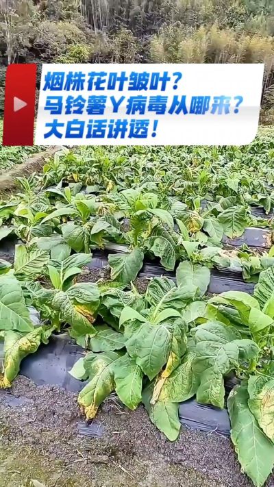 烟农注意！马铃薯Y病毒3大来源，早预防少走弯路，烤烟高产少生病！