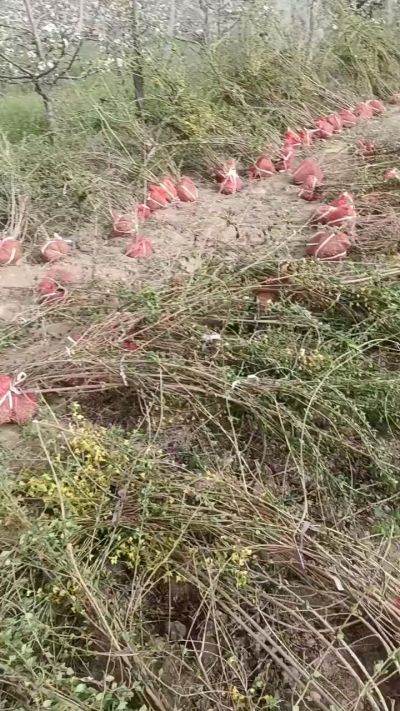 出售药用连翘苗，科研五号优质种苗，2/5年苗，药用连翘树，挂果树，全国包邮到家！财富密码18534302961