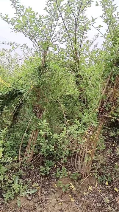 出售药用连翘苗，科研五号优质种苗，2/5年苗，药用连翘树，挂果树，全国包邮到家！财富密码18534302961